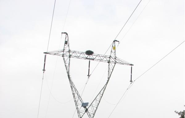 gniazdo rybolowow - Nadleśnictwo Lipka   