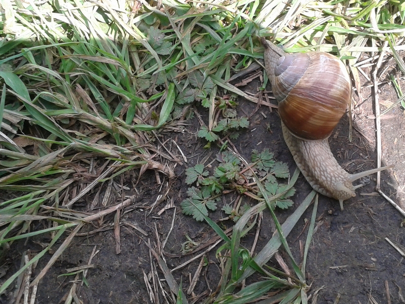 slimak winniczek wymiarowy - Szymon Mazur