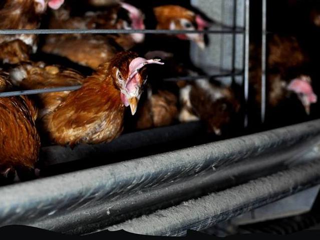 jak one to znosza - Otwarte klatki