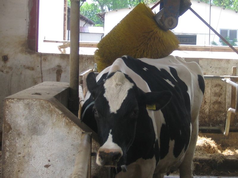 krowa w oborze masowana - Rafał Muniak