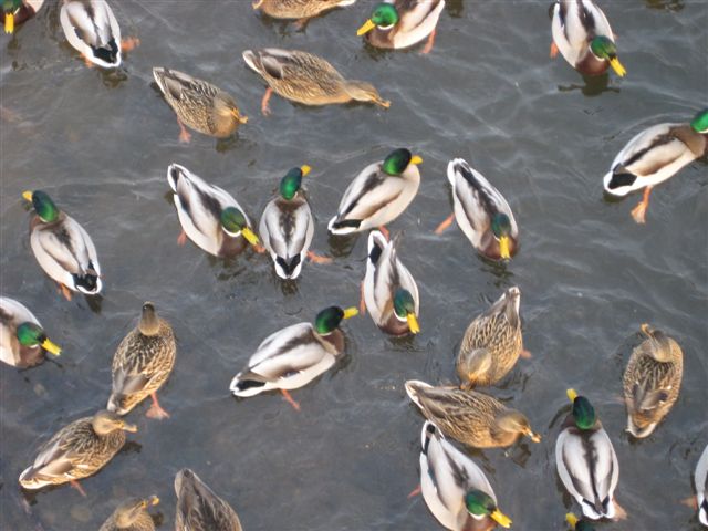 Kaczki na stawie - zimą - Wiesława Pinkowska
