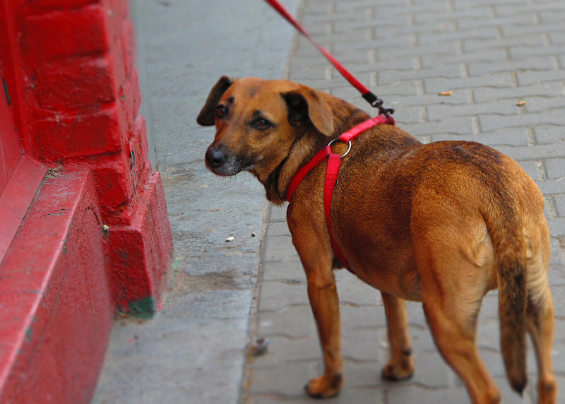 pies na smyczy 1 - TomFoto