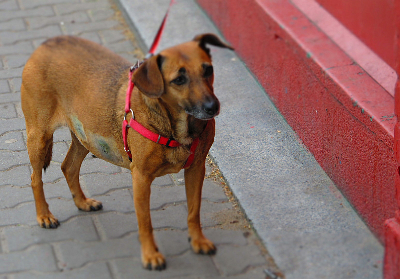 pies na smyczy 2 - TomFoto