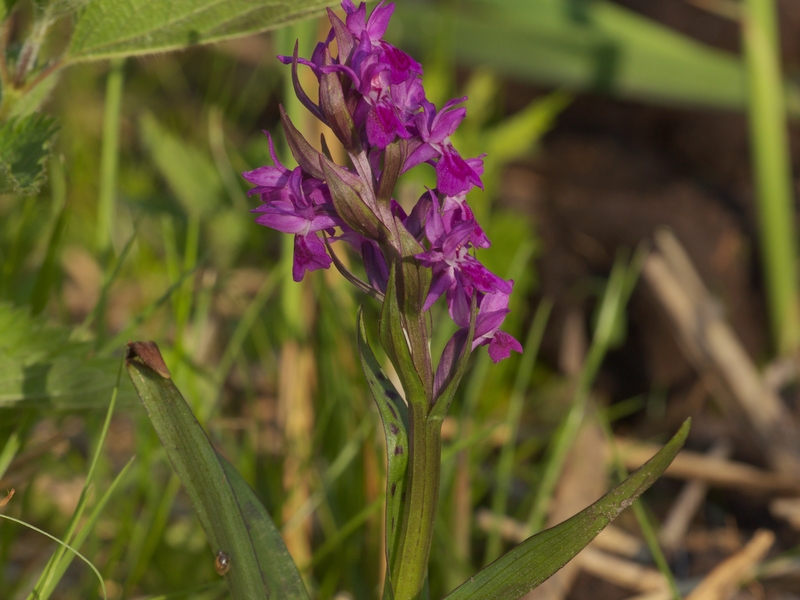 storczyk odnaleziony - Jacek Dumański - Starostwo Powiatowe w Kaliszu