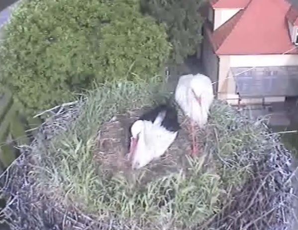 bociany przygodzice kamera - Bociany.eu