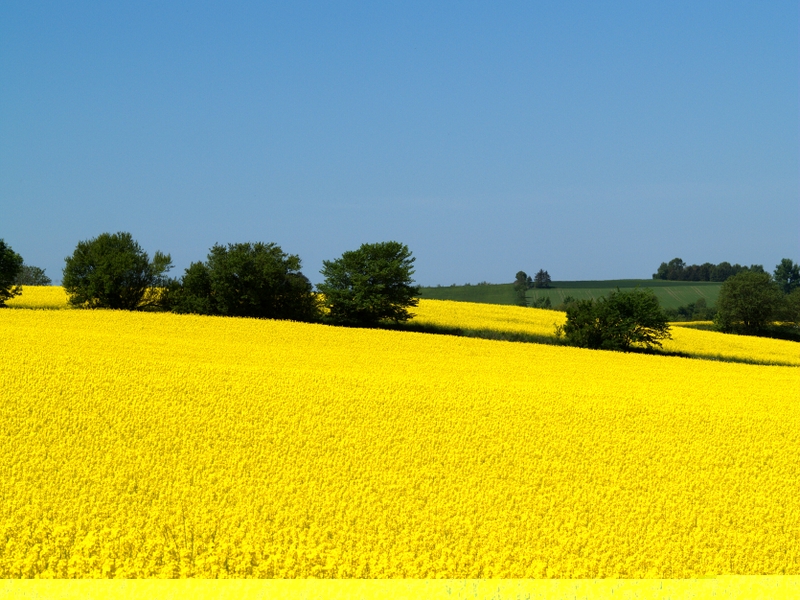 pole_rzepaku-001 - HR Strzelce