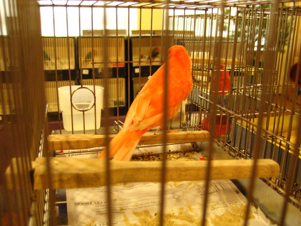 Ptaki śpiewające - wystawa - Radio Merkury