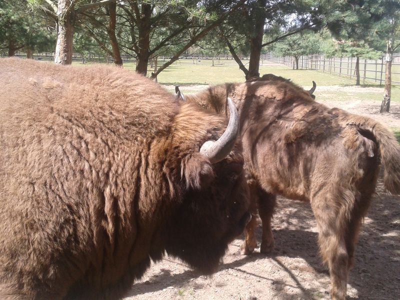 zubry_dwa1 - Szymon Mazur