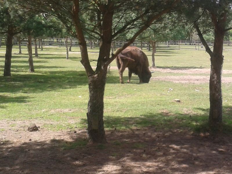 zubry_dwa2 - Szymon Mazur