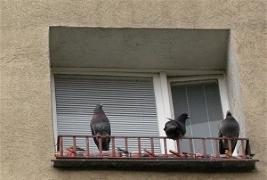 Gołębie na parapecie - TomFoto