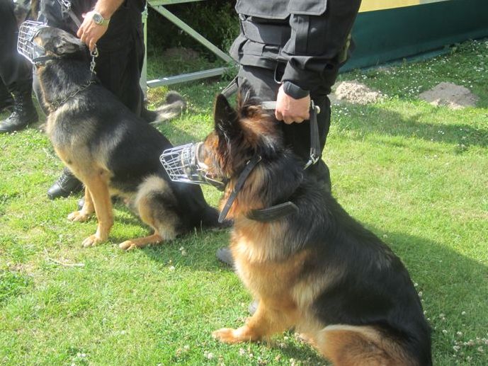 kynologiczne mistrzostwa wielkopolski psy2 - Adam Michakiewicz