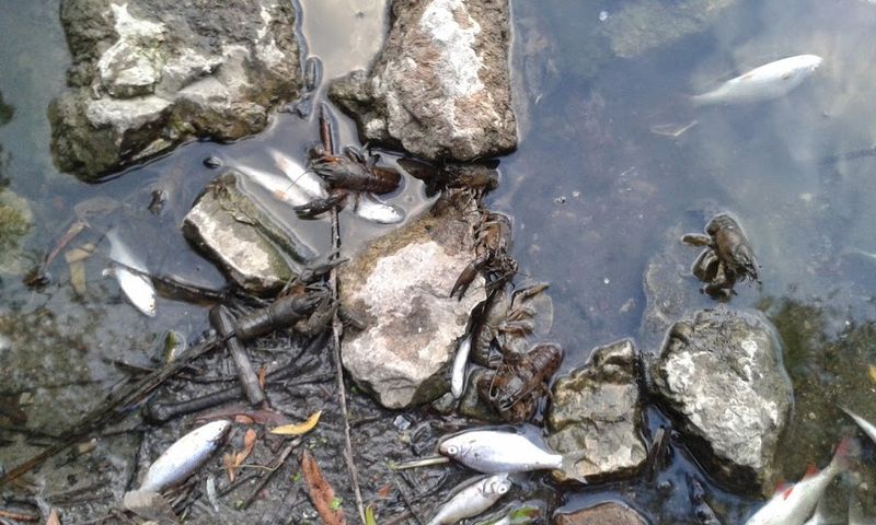 jelonek sniete ryby - Tomasz Sosnowski