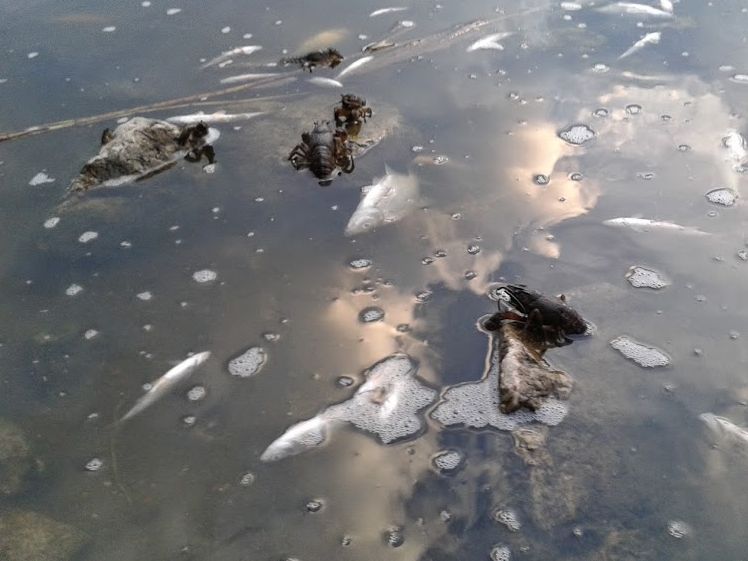 jelonek5 - Tomasz Sosnowski