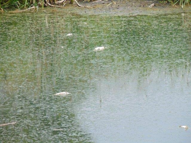 sniete ryby w kocich dolach - Maria Kaczmarek