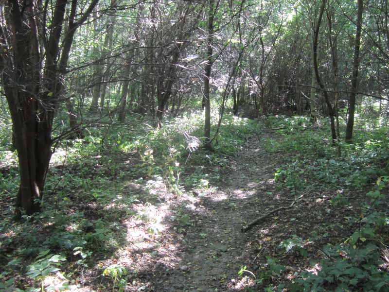 w lesie jest sucho - Adam Michalkiewicz