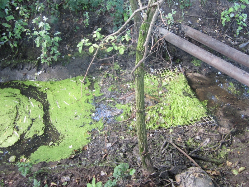 rowy odwadniajace suchy las5 - Adam Michalkiewicz