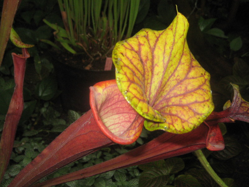 rosliny owadozerne 2014 (5) - Jacek Butlewski