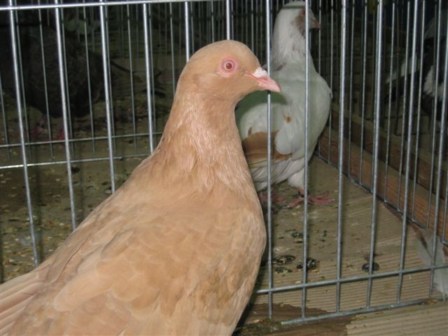 wystawa gołębie  - Magdalena Konieczna - Radio Merkury