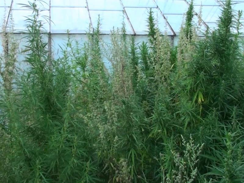 pleszew_plantacja_konopi - Policja/Pleszew