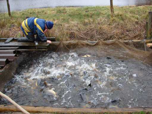 Wpuszczanie karpi - mtw.org.pl
