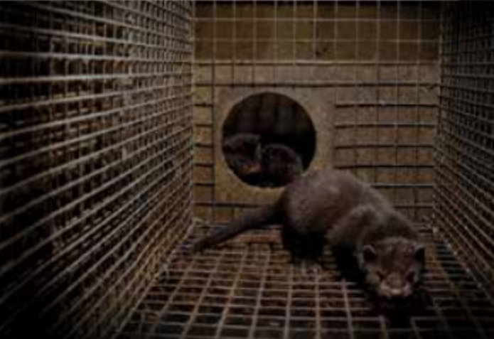 norki - Otwarte Klatki