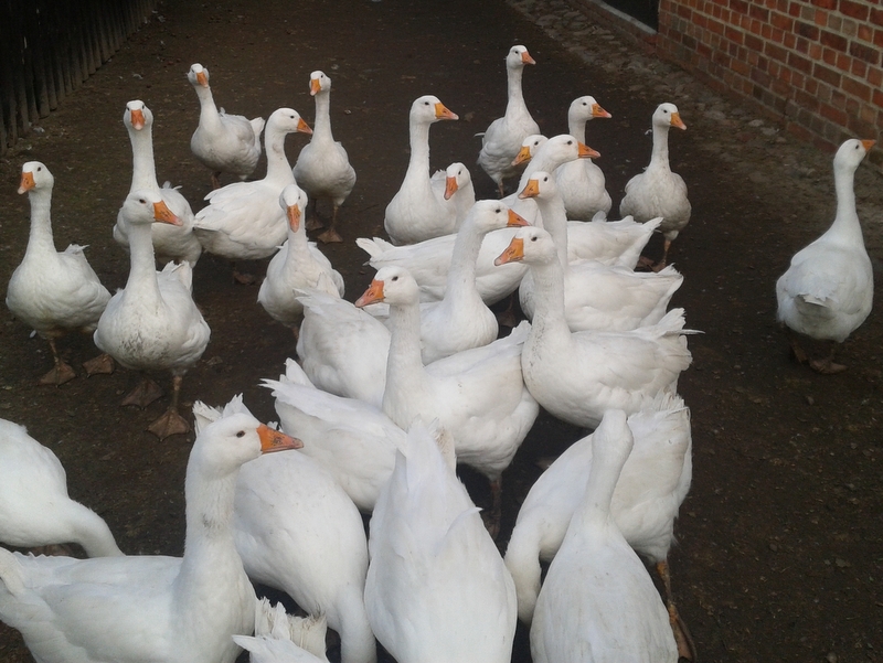 gęsi gęgają - Szymon Mazur