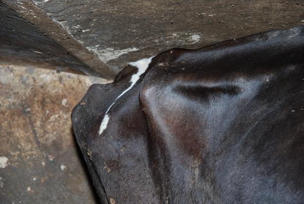 wychudzona krowa zatrzymany rolnik - Policja/Poznań