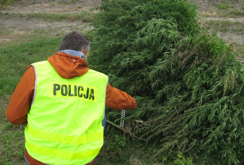 konopie spod kalisza - Policja/Kalisz