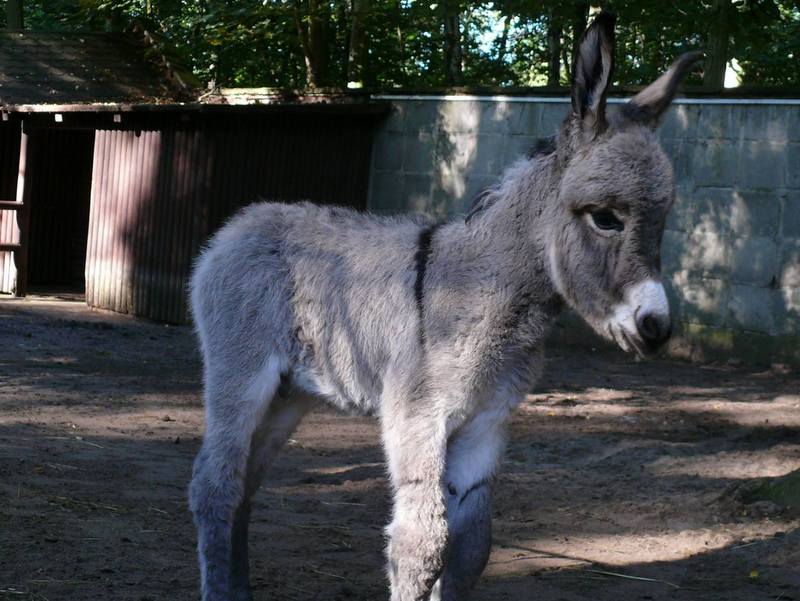 george osioł - Zoo Poznań