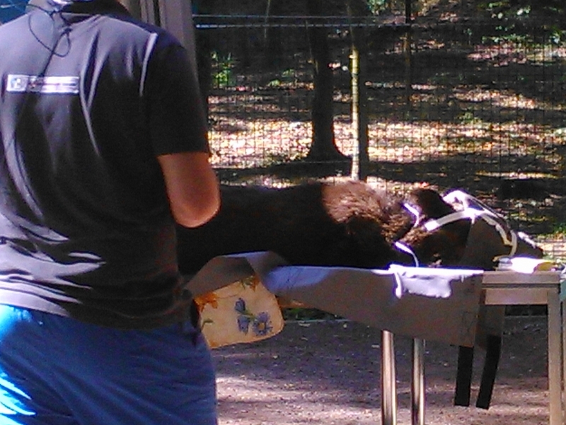 niedzewiedzia operacja - Aleksandra Włodarczyk