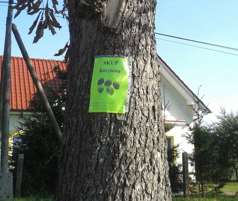 skup kasztana - Tomasz Sosnowski