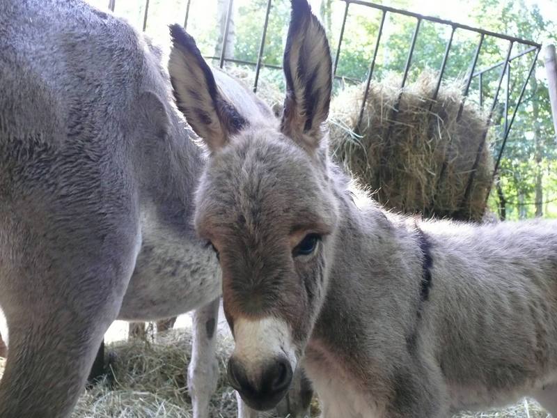 osly z zoo - Ogród Zoologiczny w Poznaniu