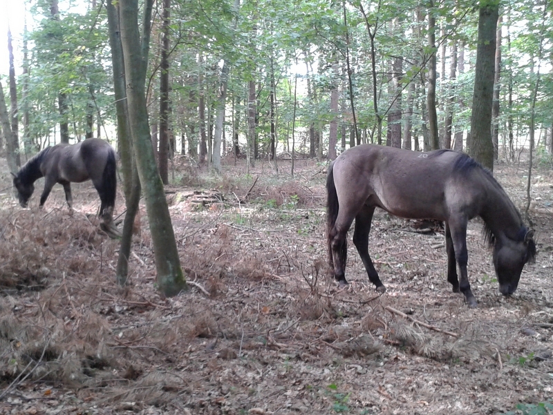 konie polskie w lesie - Tomasz Sosnowski