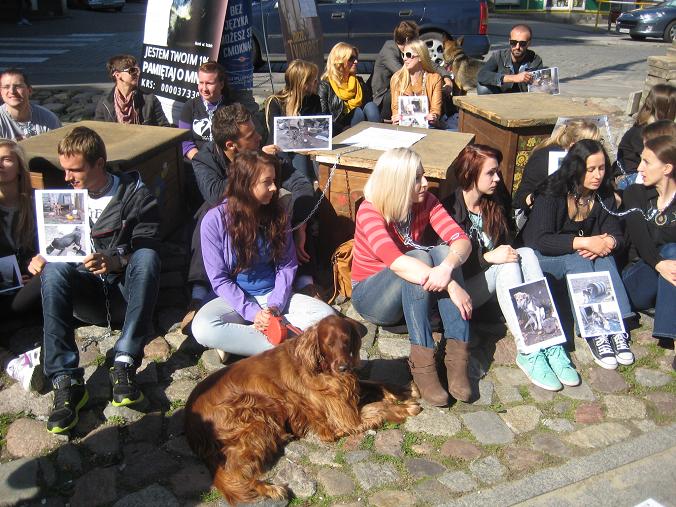 psy łańcuchy Poznań (2) - Jacek Butlewski