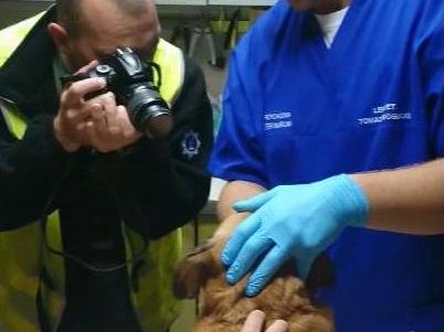 skatowany pies z piły u weterynarza - Policja/Piła