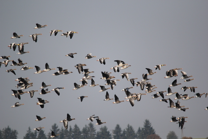 ptaki kiszkowo 2014b - Bartosz Krąkowski 