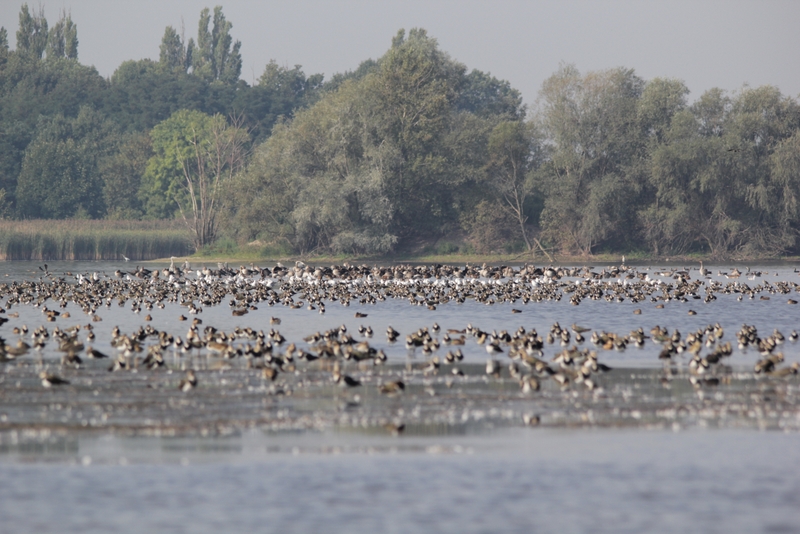 ptaki kiszkowo 2014a - Bartosz Krąkowski 