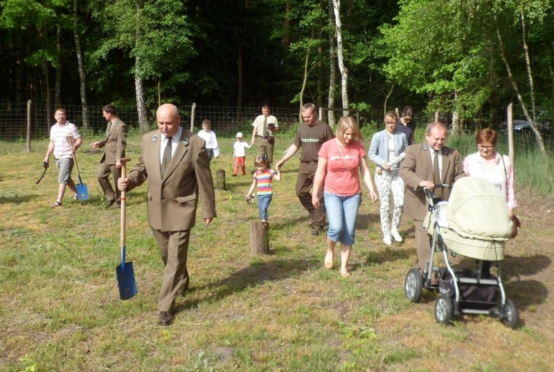 sadzenie dębów las nowożeńców - Nadleśnictwo babki
