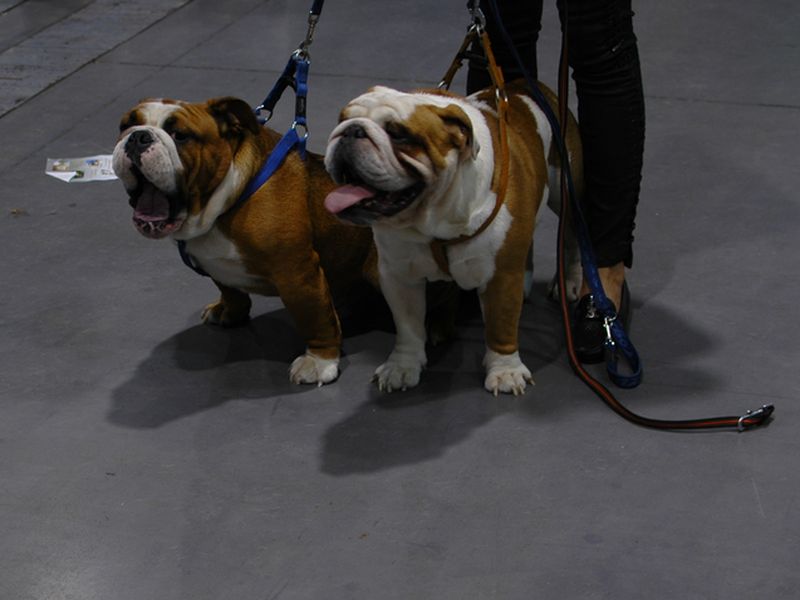 wystawa psów rasowych 2014 (37) - Szymon Mazur