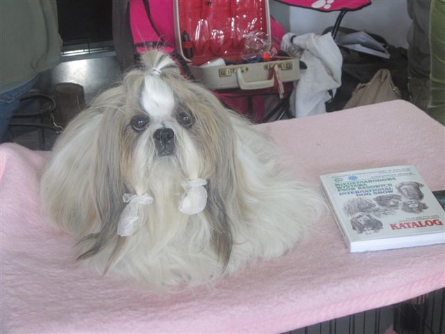 wystawa psów 2014 (7) - Magdalena Konieczna