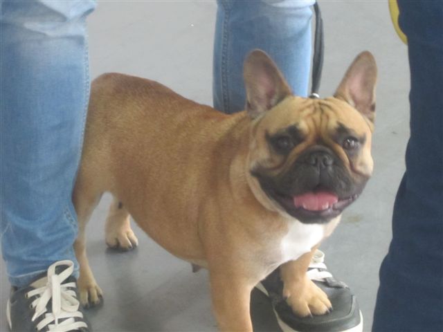 wystawa psów 2014 (13) - Magdalena Konieczna