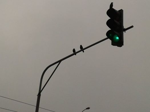 ptaki na sygnalizatorze - Szymon Mazur