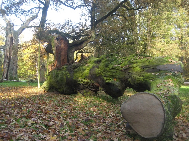 dąb Lech 2 - Rafał Regulski