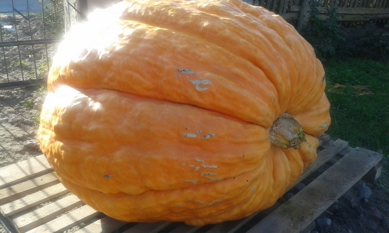 wielka dynia - Kalina Olejniczak