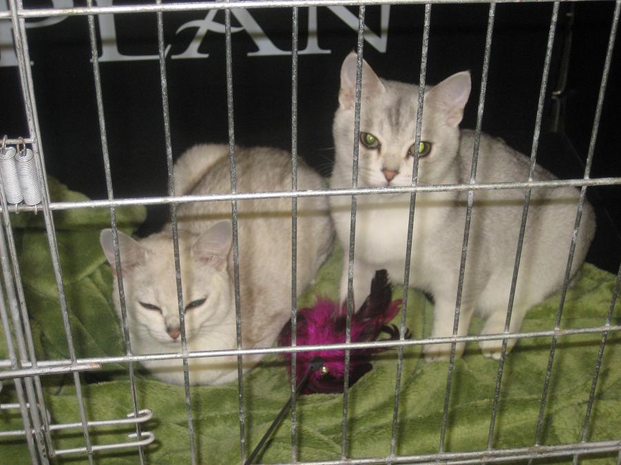 koty na wystawie (5) - Jacek Butlewski 