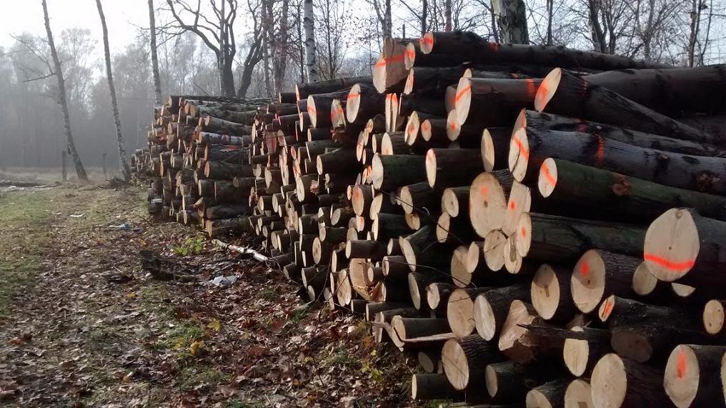 wycinka - Wojciech Chmielewski