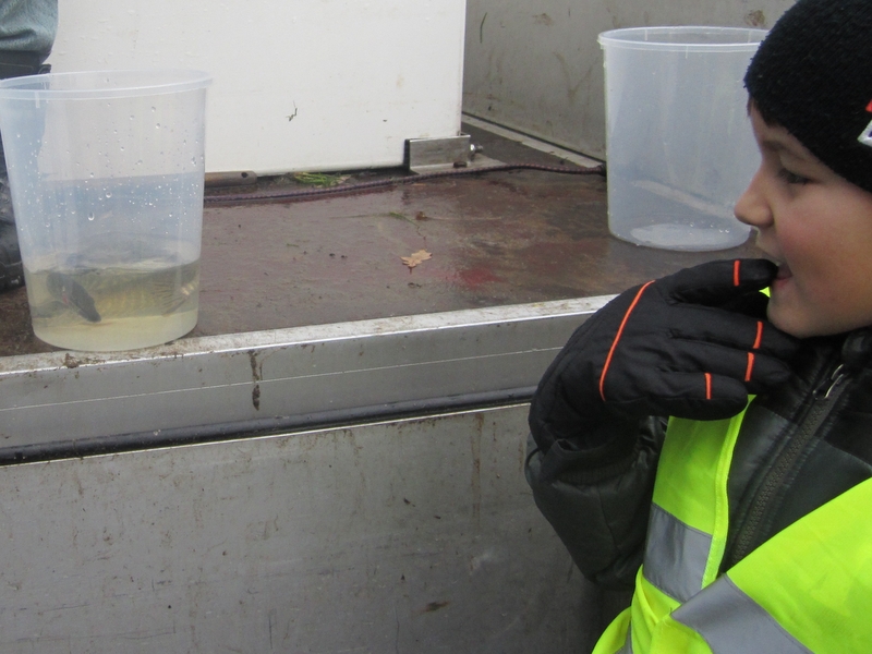 szczupaki do jeziora1 - Anna Skoczek