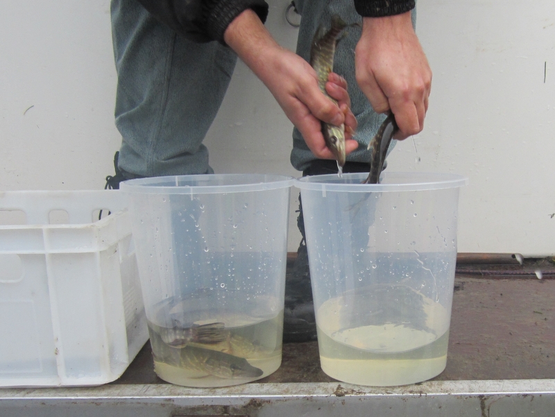 szczupaki do jeziora2 - Anna Skoczek