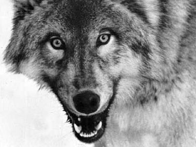 Wilk europejski - Lasy Państwowe