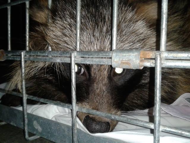 jenot ze schroniska - schronisko dla zwierząt w Koninie